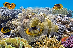 Raccoon butterfly fish and Hard corals in the Red Sea  Egypt