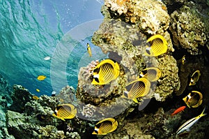 Raccoon Butterflyfish photo