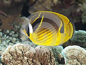 Raccoon butterflyfish