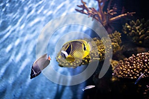 Raccoon butterflyfish, also known as the crescent-masked butterflyfish, lunule butterflyfish, moon butterflyfish Chaetodon lunula photo