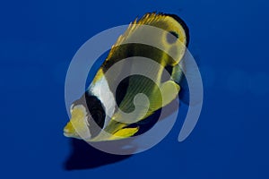 Raccoon Butterflyfish Chaetodon lunula