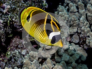 Raccoon butterflyfish,Chaetodon lunula, photo