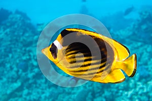 Raccoon Butterflyfish Chaetodon lunula, Clear Blue Turquoise Water. Colorful Tropical Coral Fish In The Ocean. Yellow Stripped photo