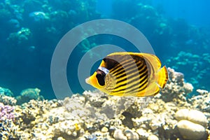 Raccoon Butterflyfish Chaetodon lunula, crescent-masked, moon butterflyfish over a coral reef, clear blue water. photo