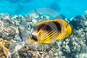 Raccoon Butterflyfish Chaetodon lunula, crescent-masked, moon butterflyfish over a coral reef, clear blue water. photo