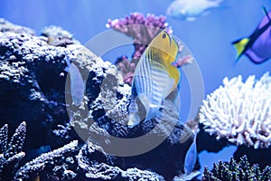 Raccoon butterflyfish Chaetodon lunula photo