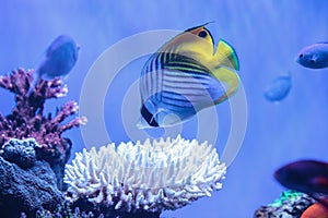 Raccoon butterflyfish Chaetodon lunula photo