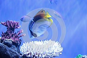 Raccoon butterflyfish Chaetodon lunula photo