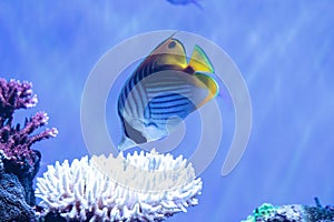 Raccoon butterflyfish Chaetodon lunula photo