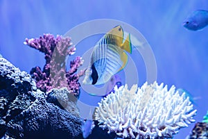 Raccoon butterflyfish Chaetodon lunula photo