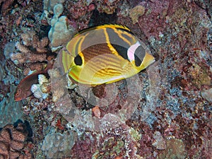 raccoon butterflyfish ,Chaetodon lunula photo