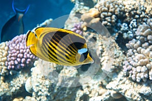 Raccoon Butterflyfish Chaetodon lunula Over The Coral Reef, Clear Blue Turquoise Water. Colorful Tropical Fish In The Ocean. photo
