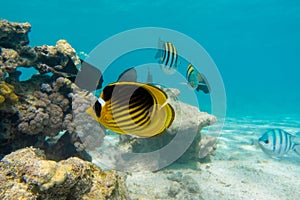 Raccoon Butterflyfish Chaetodon lunula over the coral reef, clear blue turquoise water. Colorful tropical fish in the ocean. photo