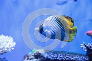 Raccoon butterflyfish Chaetodon lunula photo