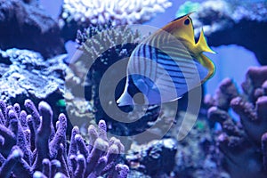 Raccoon butterflyfish Chaetodon lunula photo