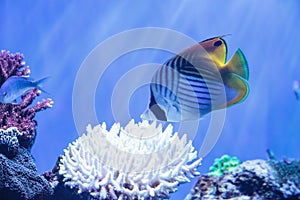 Raccoon butterflyfish Chaetodon lunula photo