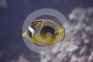 Raccoon Butterflyfish on Coral Reef