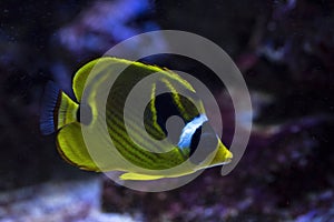 Raccoon butterflyfish  Chaetodon lunula. photo