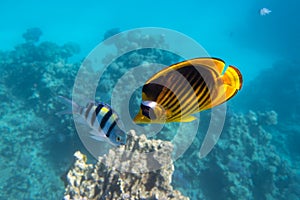 Raccoon Butterflyfish And Scissortail Sergeant Fish. Colorful Beauty Stripped Saltwater Fish In The Sea Near Coral Reef, Red Sea,