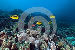 Raccoon butterflyfishes (chaetodon fasciatus) in the Red Sea. photo