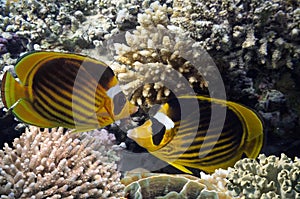 Raccoon Butterflyfishes photo