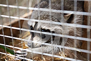 Raccoon in a cage