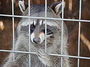 Raccoon in a cage.