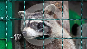 A raccoon in a cage in a zoo is scanning the grill. Portrait of a raccoon looking at the camera without touching the eyes. genus