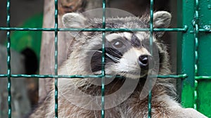 A raccoon in a cage in a zoo is scanning the grill. Portrait of a raccoon looking at the camera without touching the eyes. genus