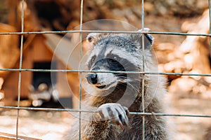 A raccoon in a cage at the zoo in summer looks through the bars.Raccoon in the natural Park of Askos.Greece photo
