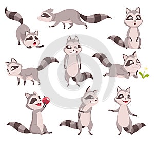 Raccoon character emotions. Funny wild coon in trash in different poses and cute mammal animal, cartoon vector set