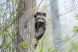 Raccoon climbing a tree, Okefenokee Swamp in fog