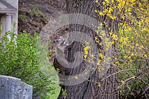 A raccoon climbing a tree in a Toronto park