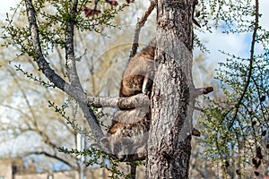 Raccoon climbs down from the tree