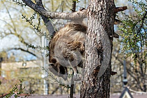 Raccoon climbs down from the tree