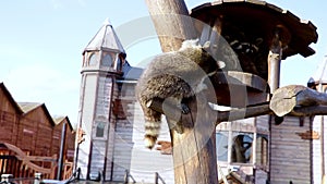 A raccoon climbs a tree in a wooden house.