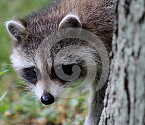 RACCOON CLOSE UP