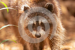 Raccoon close up view walking out in a farm.