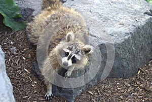 Raccoon. Common raccoon. North American raccoon. Northern raccoon