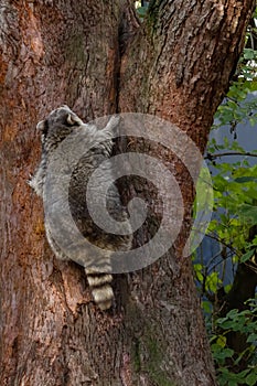 A raccoon crawls along a tree trunk, rear view