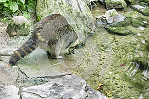 Raccoon at a creek photo