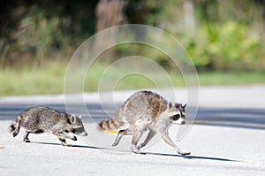 Raccoon crossing