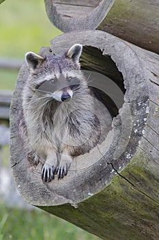 Raccoon