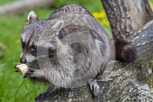 Raccoon photo