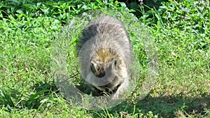 Raccoon Digging Through Grass For Food