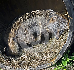 Raccoon dog 1