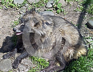 Raccoon dog 3