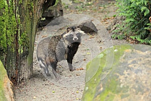 Raccoon dog