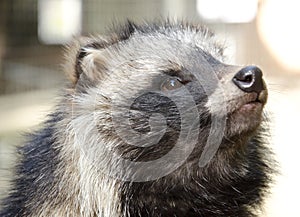 Raccoon dog