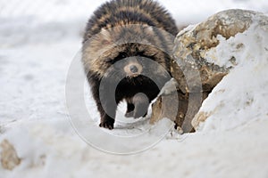 Raccoon Dog